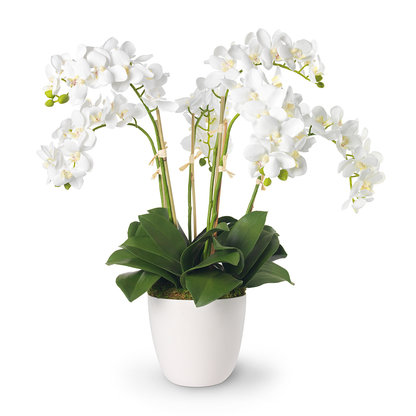 White Orchids in Mirabelle Cachepot, Cream- Diane James Home | Faux Floral Couture Handmade In The USA